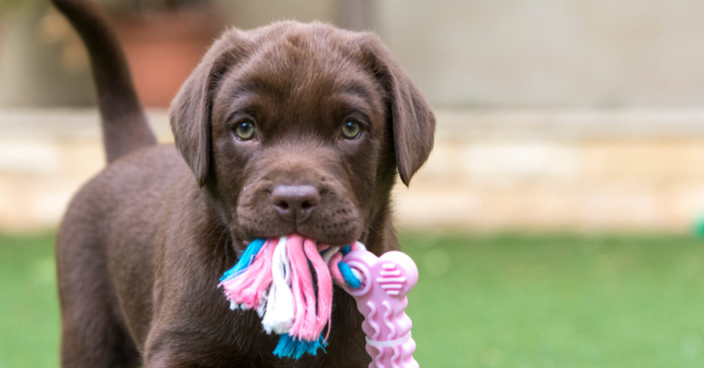 puppy holding toy in mouth