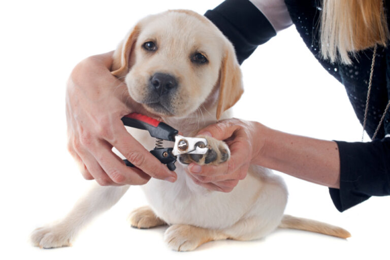 How to Cut Your Labrador's Nails - Love Lab World