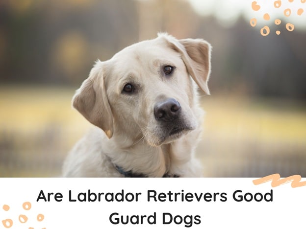 are Labrador Retrievers Good Guard Dogs