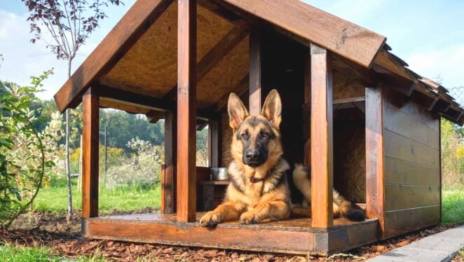 Are Dog Houses for German Shepherds Worth the Money