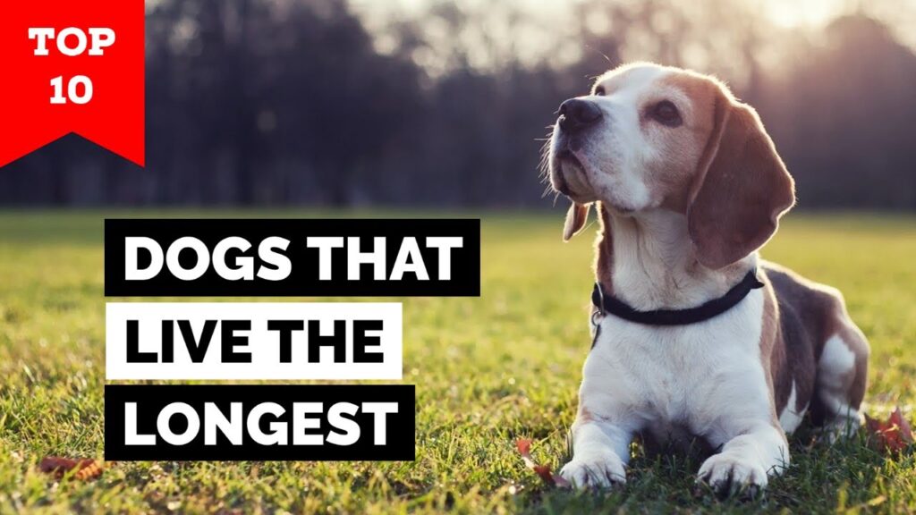 Which Dog Breeds Live The Longest