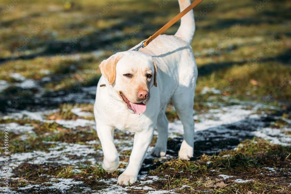 white Labrador dogs
