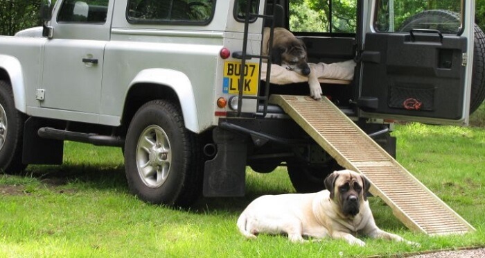 Are Dog Ramps for Jeep Really Necessary