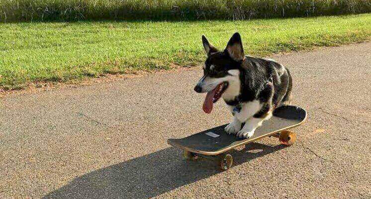 Are Skateboards for Dogs Really Worth it