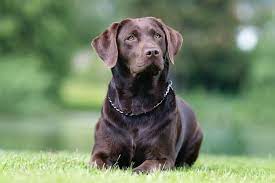 Chocolate Labrador Puppy