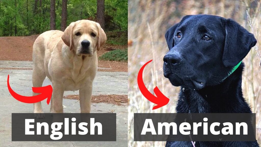 Differences Between American And English Labs