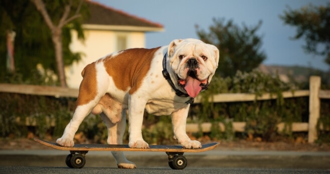 how to choose the best Skateboard for Dogs